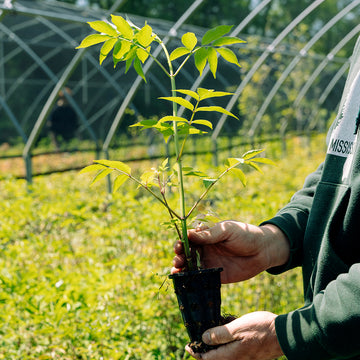 Image of Elderberry seedling.